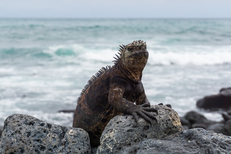 Where Ocean Meets Beauty: Tortuga Bay - Tortuga Bay