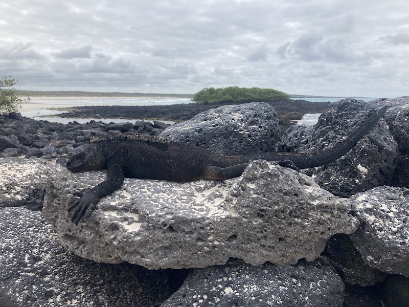 Where Ocean Meets Beauty: Tortuga Bay - Tortuga Bay
