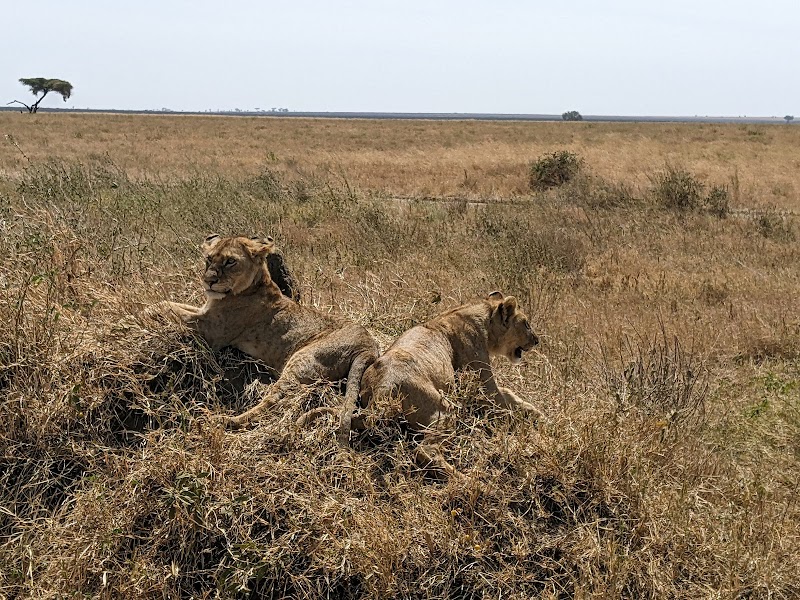 Safari Adventures in Mwanza: Nature's Land Safaris & Rentals Ltd - Nature's Land Safaris & Rentals Ltd