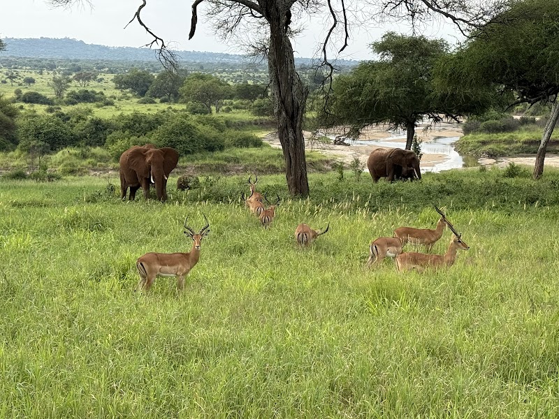 Wildlife Expedition: Dar es Salaam’s Natural Haven - Natures Cradle Holidays and Safaris Limited