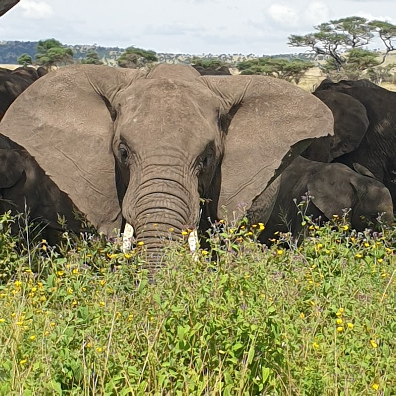 Wild Wonders of Tanzania - Nature Travel Tanzania