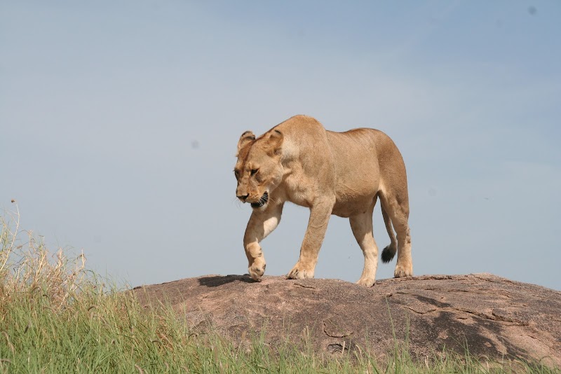 Wild Wonders of Tanzania - Nature Travel Tanzania