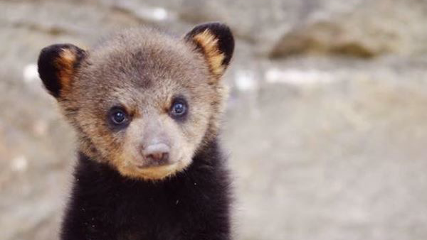 Wildlife Wonders: Saving WV Wildlife in Gandeeville - Saving WV Wildlife (SWVWL)