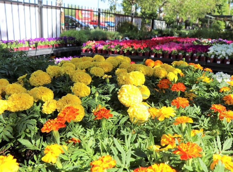 Botanical Wonders at Moon Valley Nurseries - Moon Valley Nurseries