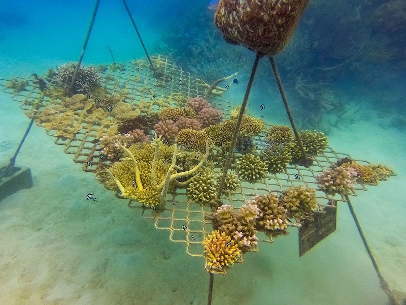 Splash and Dive: Down Under Cruise and Dive - Down Under Cruise and Dive