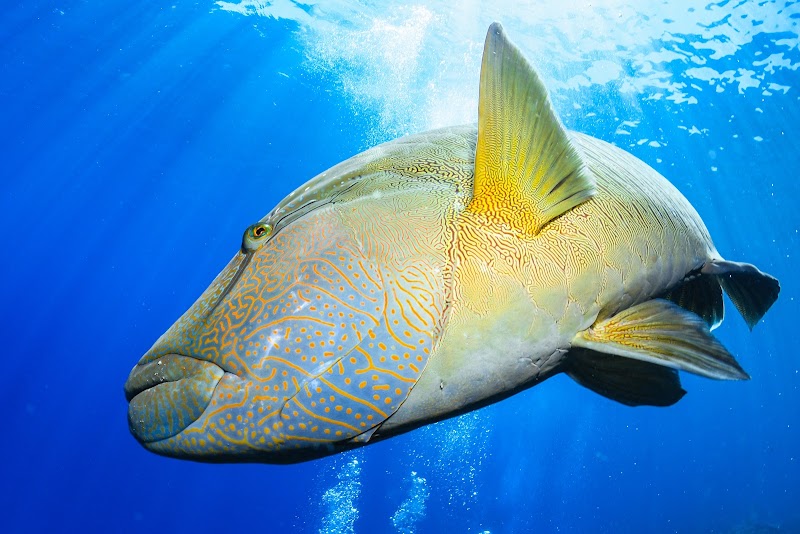Diving Adventures at Divers Den, Cairns, Queensland - Divers Den
