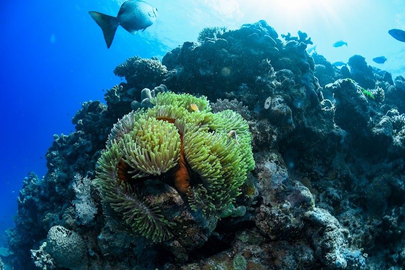 Underwater Wonders at Troppos, Norman Reef - Troppos - Dive site at Norman Reef