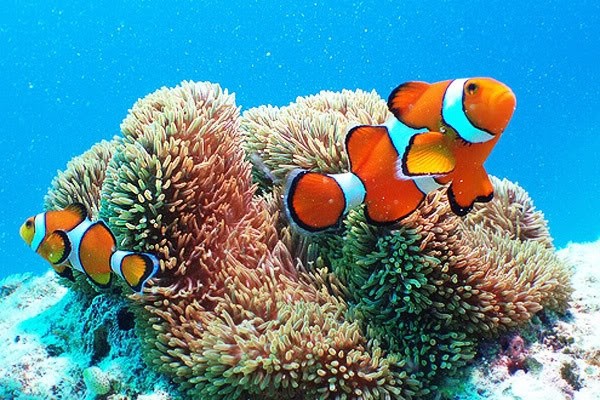 Diving into the Great Barrier Reef - Great Barrier Reef