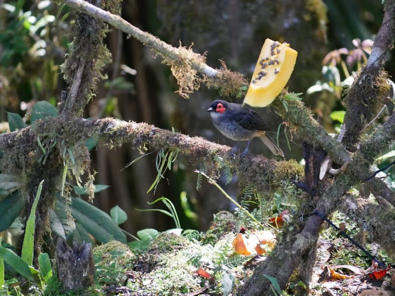 Wildlife Wonders at Kumul Lodge - Kumul Lodge