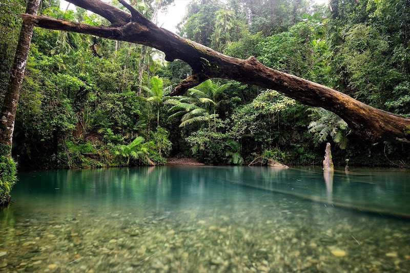 Daintree Rainforest: A Lush Escape in Queensland - Daintree Rainforest