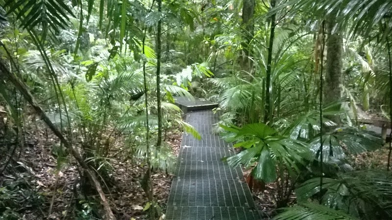 Daintree Rainforest: A Lush Escape in Queensland - Daintree Rainforest