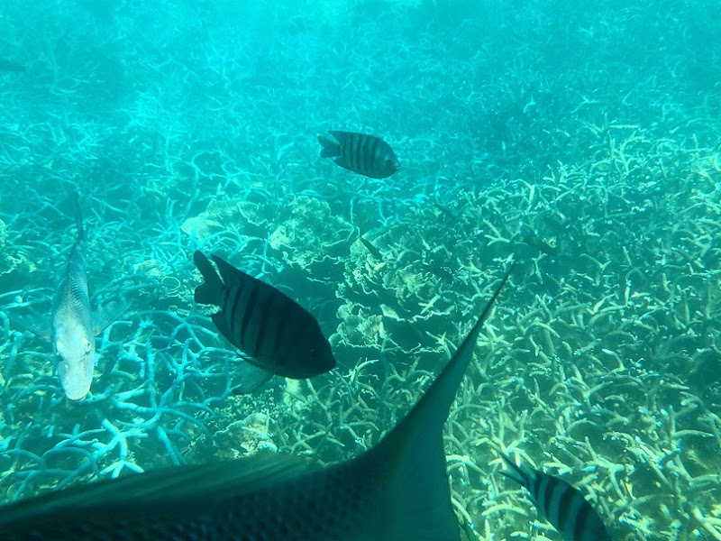 Underwater Wonders of Coral Bay - Coral Bay