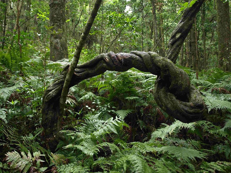 Enchanting Wilderness: Bunya Mountains - Bunya Mountains