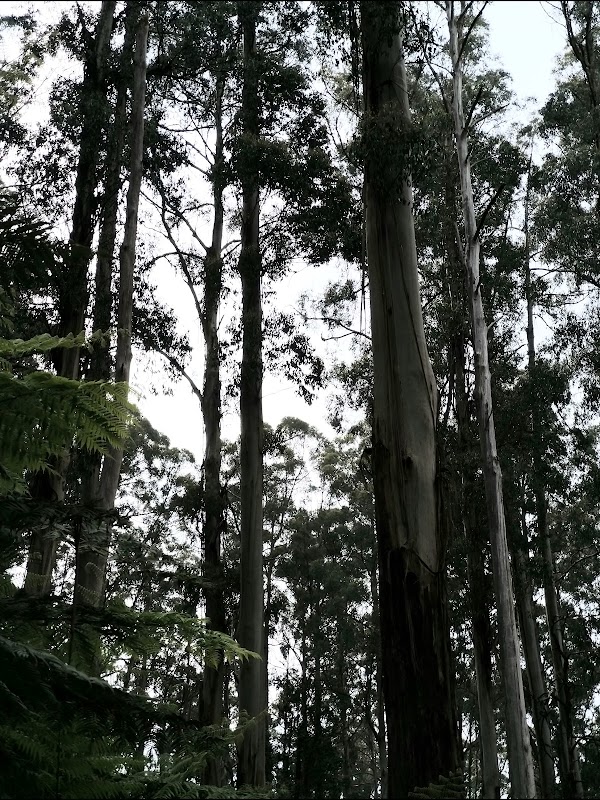 Nature's Canvas: The Yarra Valley Wonder - The Yarra Valley