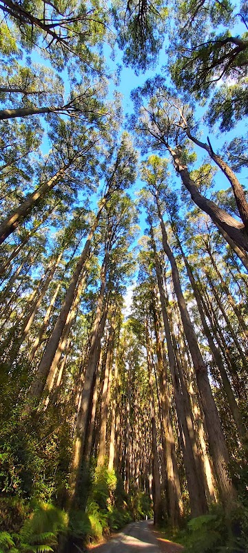 Nature's Escape: Mount Dandenong Adventures - Mount Dandenong
