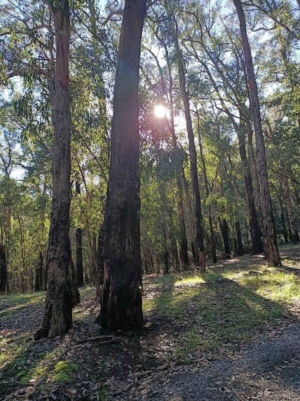 Nature's Escape: Mount Dandenong Adventures - Mount Dandenong