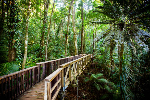 Rainforest Wonders at Daintree National Park - Daintree National Park