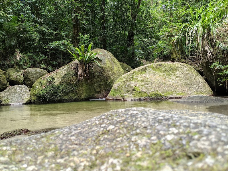 Rainforest Wonders at Daintree National Park - Daintree National Park