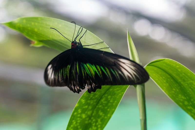 Butterflies & Blooms: Kuala Lumpur Butterfly Park - Kuala Lumpur Butterfly Park