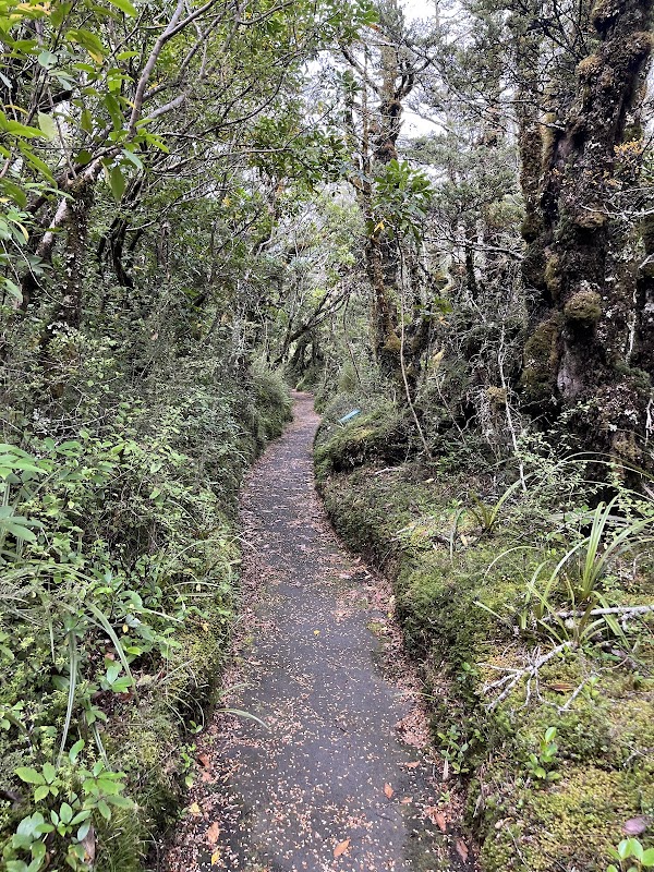 Whakapapa Nature Walk: A Serene Journey in Manawatu-Wanganui surrounding landscape