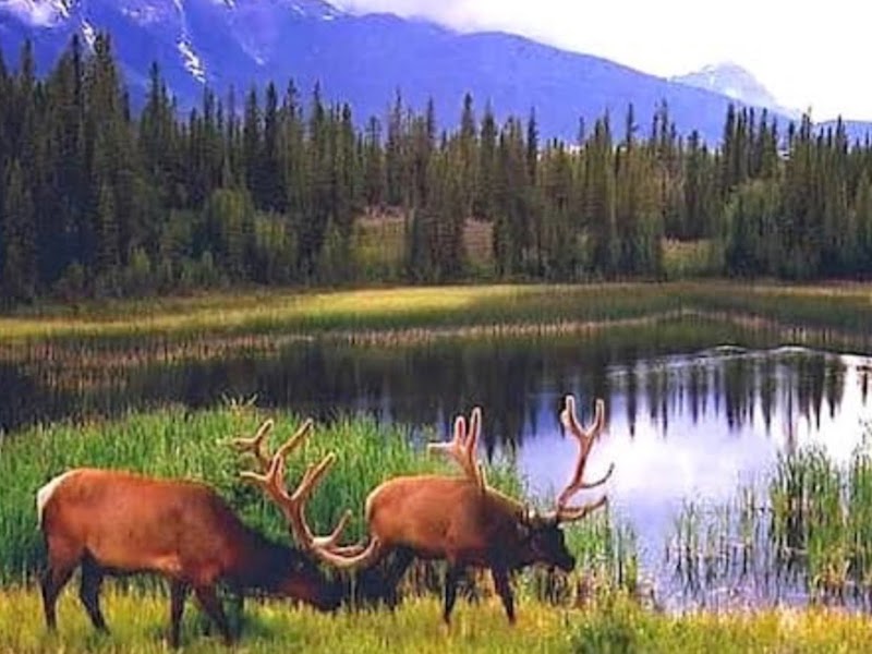 Serene Waters at Reindeer Lake - Reindeer Lake