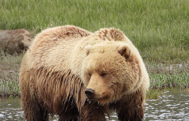 Discover Lake Clark: Alaska's Natural Wonder - Lake Clark