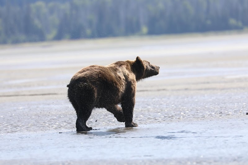 Pristine Wilderness of Lake Clark National Park surrounding landscape