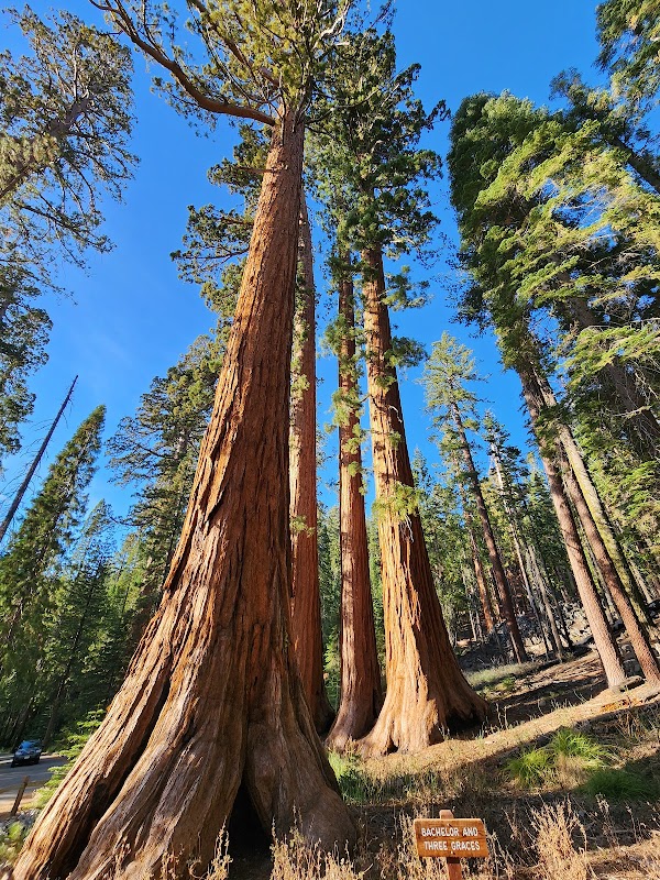 Giants of the Sierra: Mariposa Grove of Giant Sequoias - Mariposa Grove