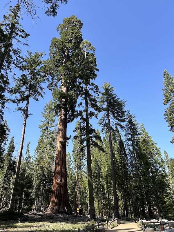 Giants of the Sierra: Mariposa Grove of Giant Sequoias outdoor detail