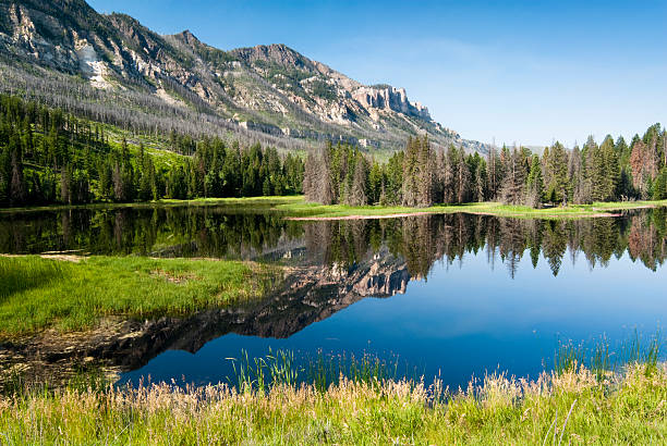 Discover the Wild Beauty of Shoshone National Forest - Shoshone National Forest