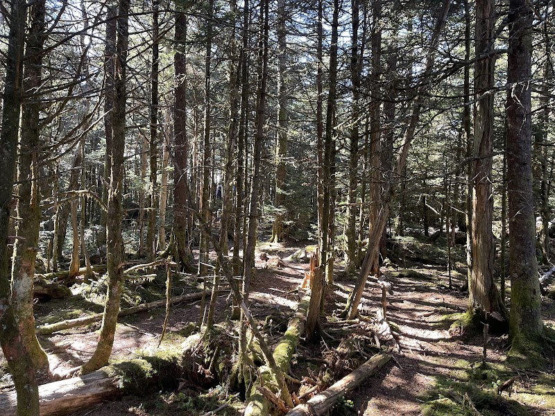 Natural Beauty of Mount Rogers surrounding landscape