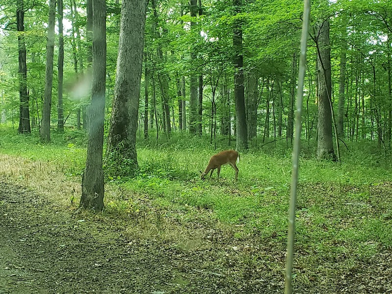 Discover the Natural Beauty of Clark State Forest outdoor detail