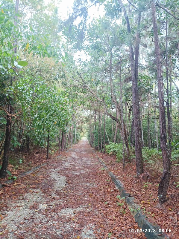 Discover the Verdant Beauty of Bukit Shahbandar Forest - Bukit Shahbandar Forest Recreation Park