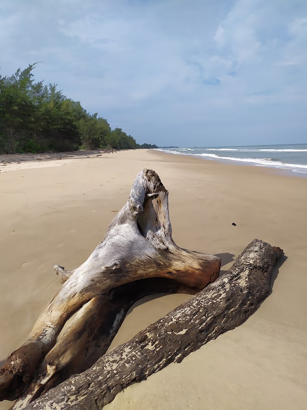Wild Serenity at Berakas Forest Reserve - Berakas Forest Reserve