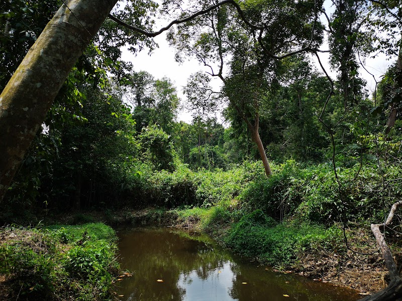 Rainforest Wonders of Hutan Lindung Sei Wain - Hutan Lindung Sei Wain