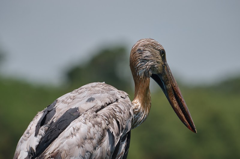 Natural Wonder: Tonlé Sap Biosphere Reserve - Tonlé Sap Biosphere Reserve