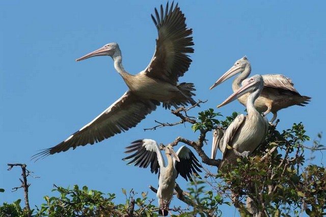 Natural Wonder: Tonlé Sap Biosphere Reserve - Tonlé Sap Biosphere Reserve