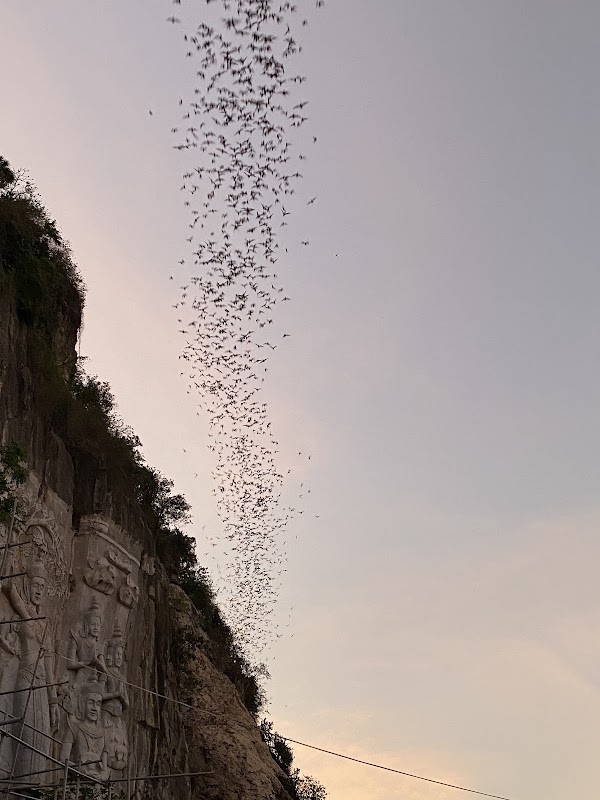 Discover the Wonders of Bat Cave Phnom Sampov - Bat Cave Phnom Sampov