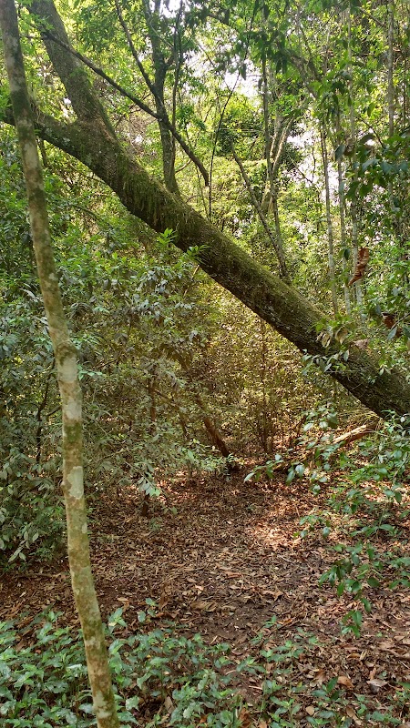 Majestic Wonders of Serra do Mar - Serra do Mar
