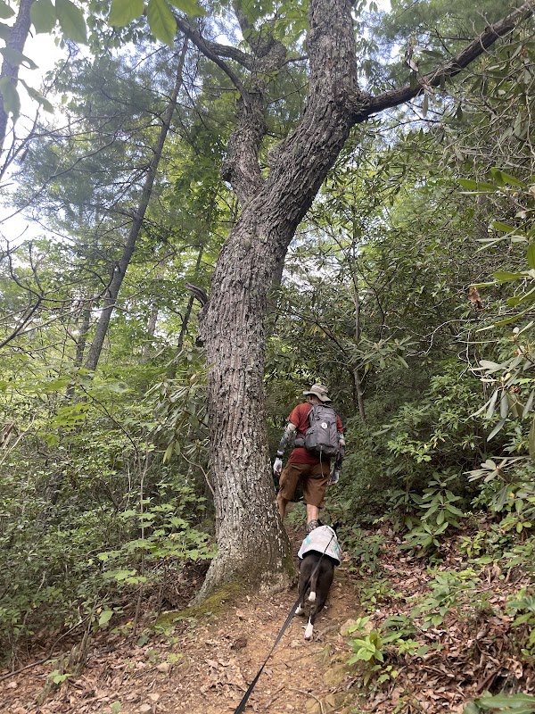 Nature's Tranquil Escape: Pond Mountain Wilderness surrounding landscape