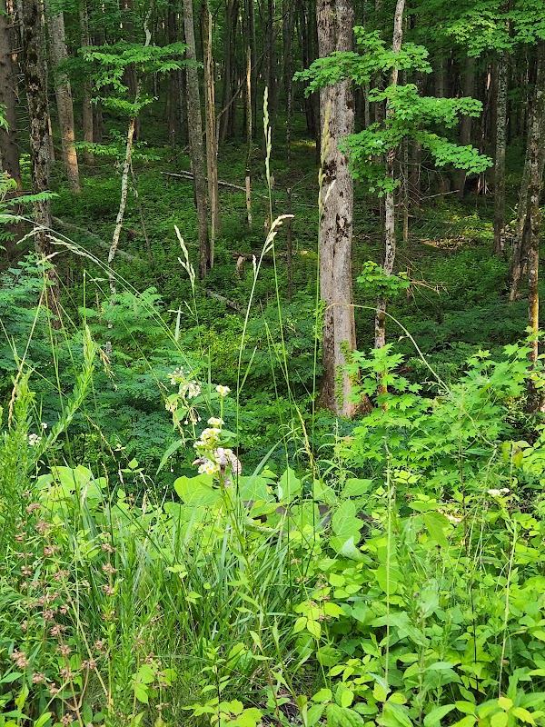 Roaring Fork: Nature's Hidden Wonder outdoor detail