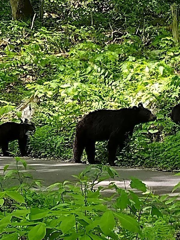 Roaring Fork: Nature's Hidden Wonder surrounding landscape