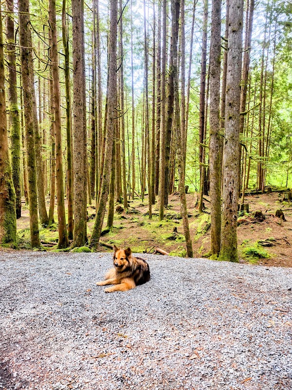 Nature's Tranquil Oasis: Alice Lake Provincial Park outdoor detail