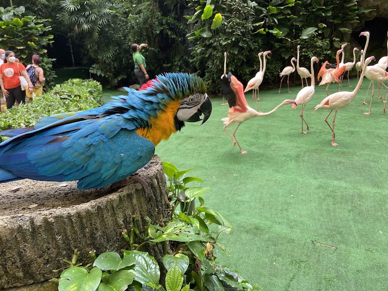 Birds & Nature at Jurong Bird Park - Jurong Bird Park