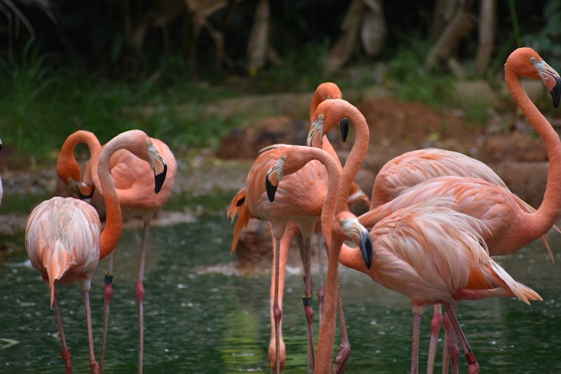 Birds & Nature at Jurong Bird Park - Jurong Bird Park