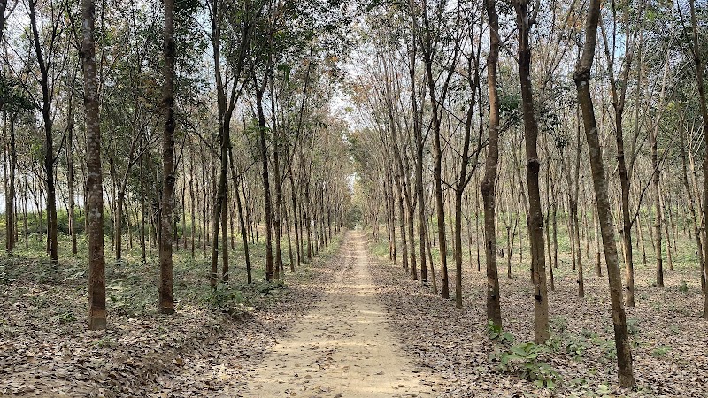 Hevea Forest Campground & Hiking Trails: A Natural Getaway in Pegu
