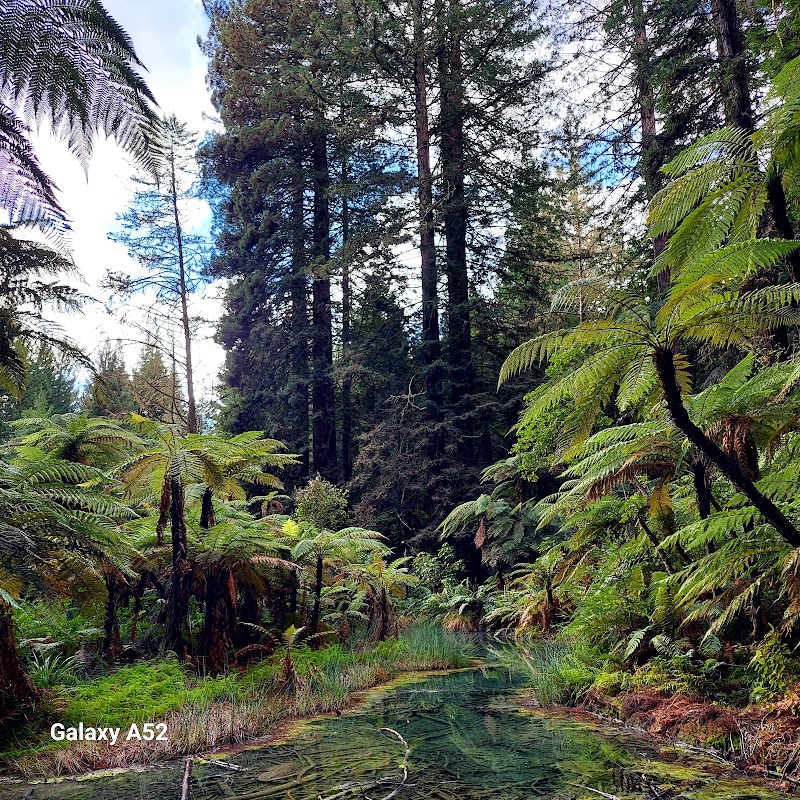 Wonders of the Redwoods – Whakarewarewa Forest outdoor detail