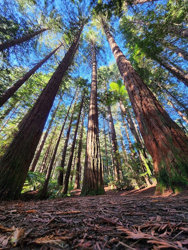 Wonders of the Redwoods – Whakarewarewa Forest surrounding landscape
