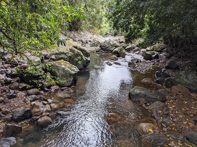 Natural Wonder: Springbrook National Park outdoor detail
