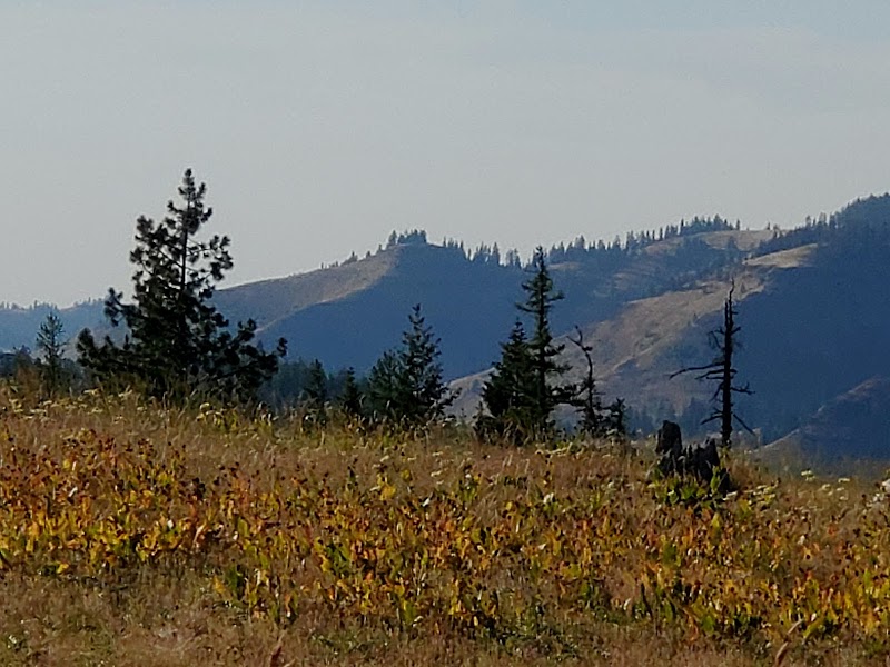Nature's Beauty: Umatilla National Forest outdoor detail